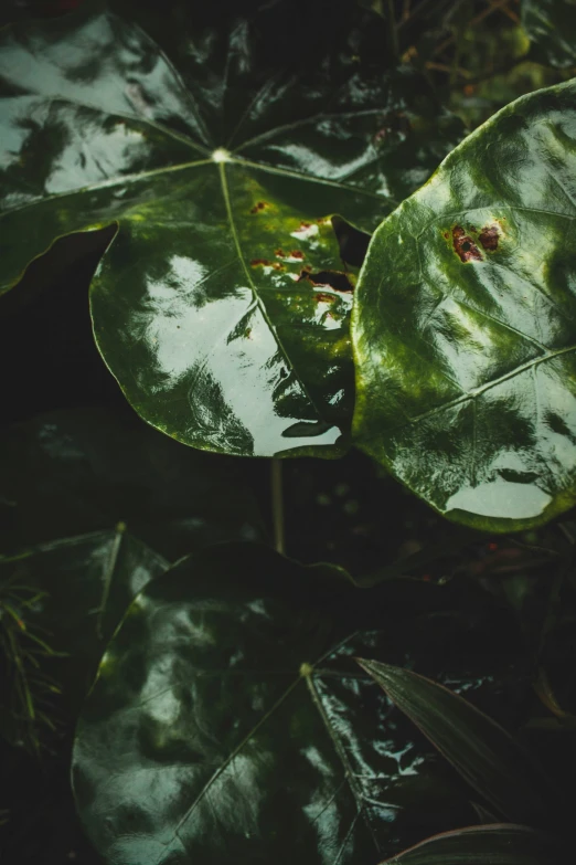 a green leaf that has white spots on it