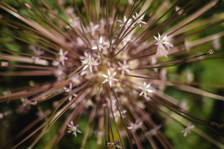 this is an image of close up flower