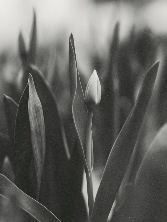 a plant with a flower bud in the center