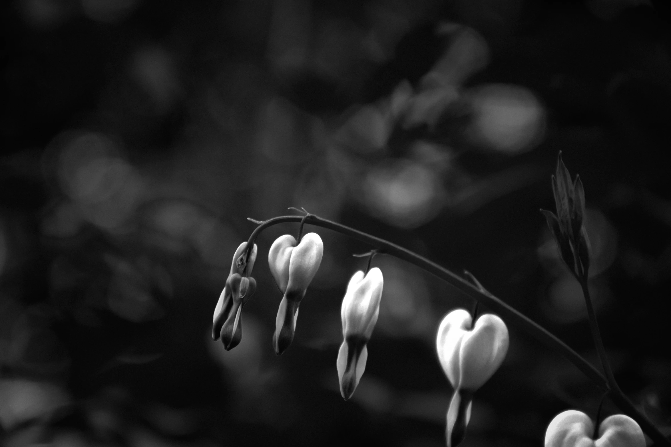 three flowers with hearts in the center are surrounded by leaves