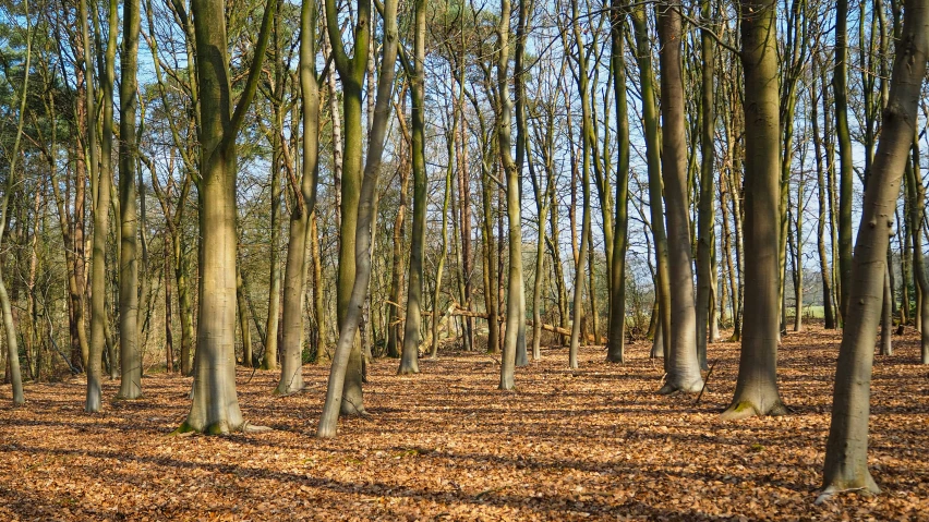 the woods are very thin and the leaves have fallen on them