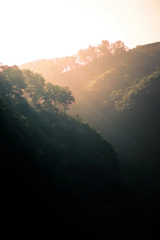 some trees on the side of a hill covered in sun rays