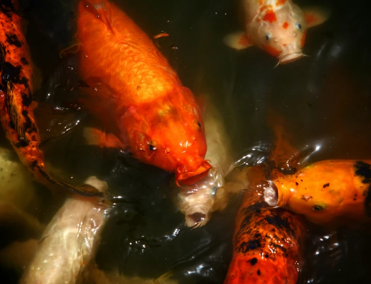 a group of orange and black koi fish floating in water