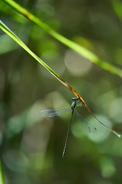a close up of a dragonfly on a grass stem