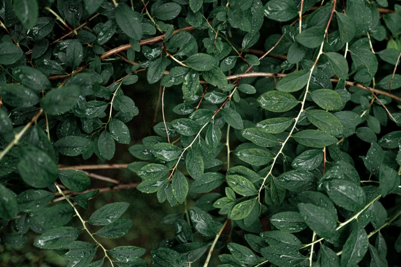 close up of green leaves with a dark background