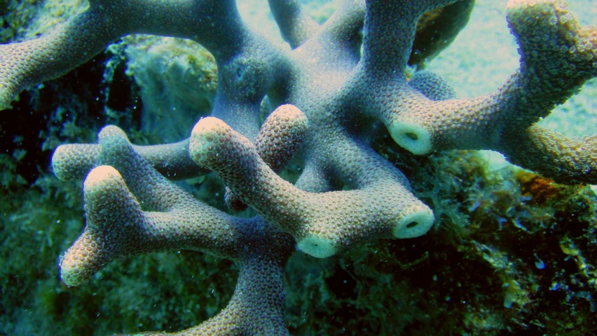 some large green corals and algae with blue water