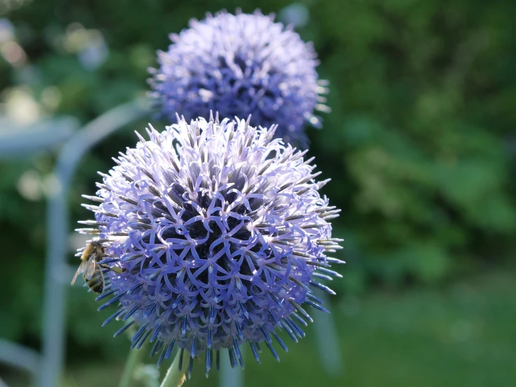 the beautiful purple flowers are blooming in a garden