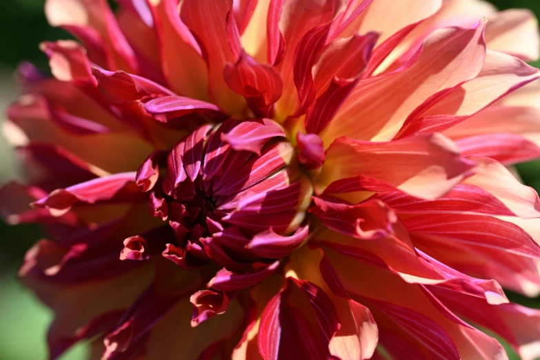 a large pink flower that has been opened