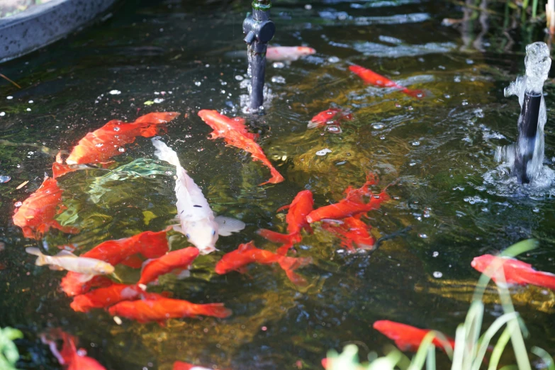 a fish pond with orange and white koi in it