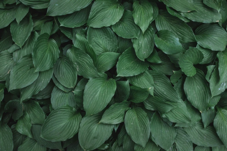 the leaves on this bush are green