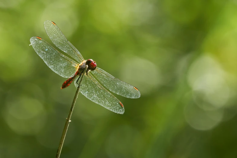 a very small red dragonfly on top of a green stem