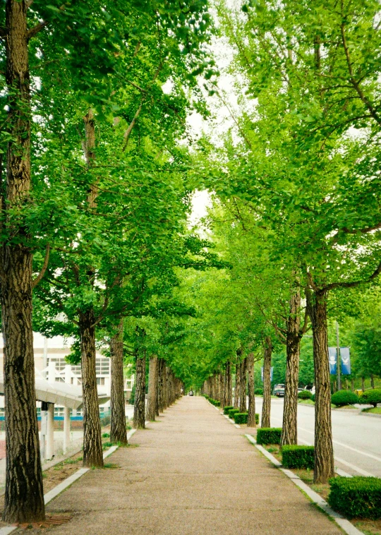 many trees on either side of the street and one on the side