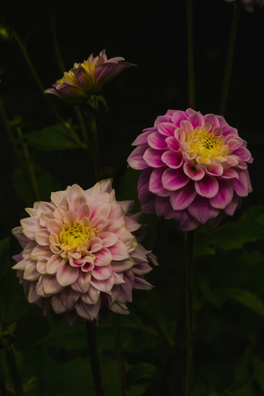 three large flowers growing next to each other in a field