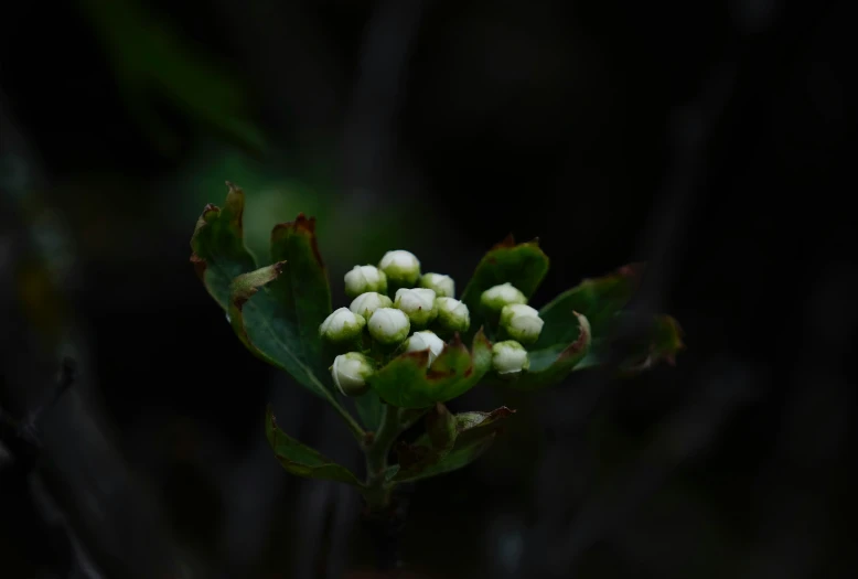 flowers in bloom on top of leaves with small green leaves