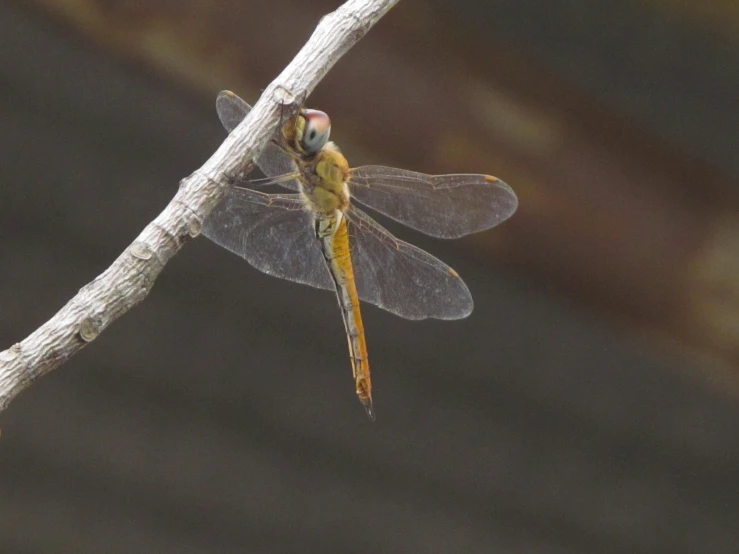 a dragonfly on the nch of a tree