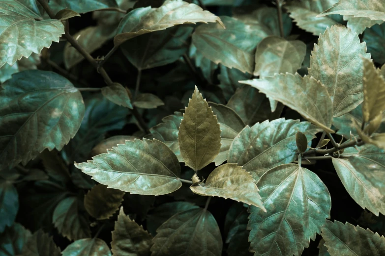 an overexposed po of green leaves on a plant