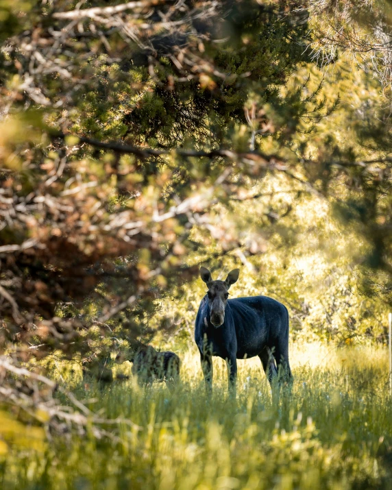 a moose and calf stand in tall grass