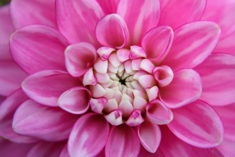 a closeup of the center flower of a large pink flower