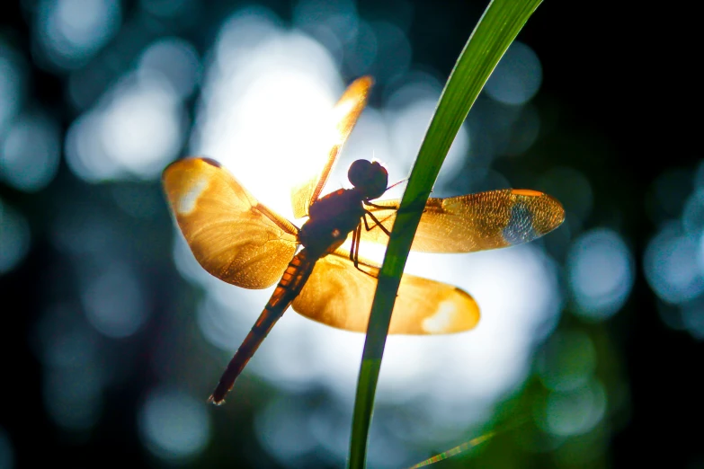 there is a yellow dragon fly on a green blade