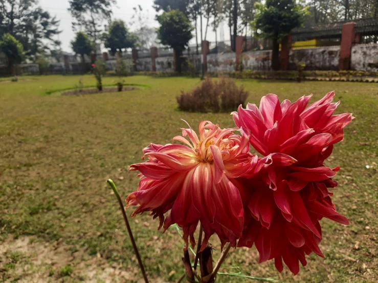 a large red flower standing in a grassy area