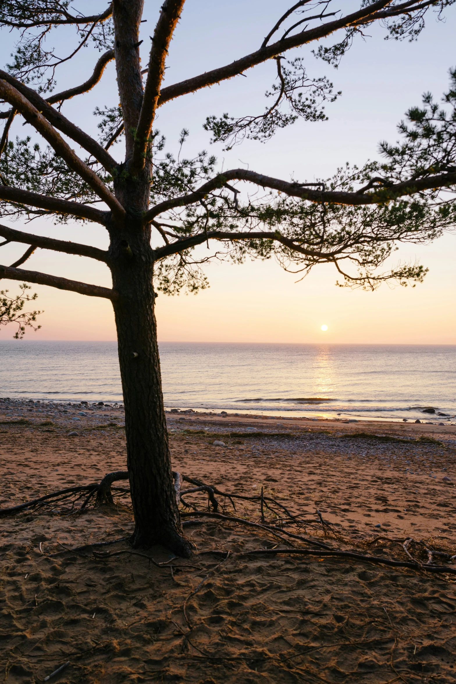 there is a tree on the beach with the sun setting