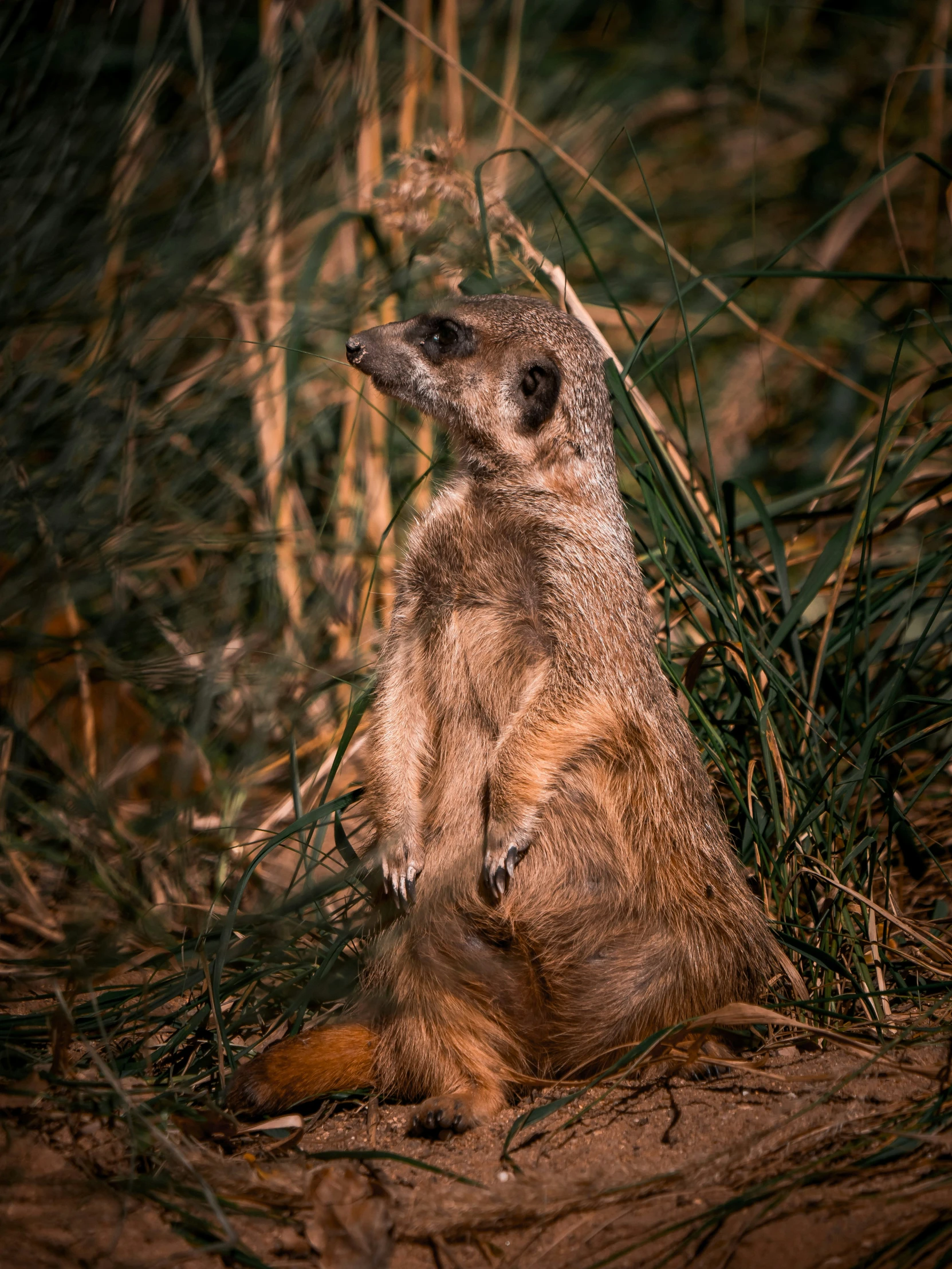 the yellow - bellied meerkat sits and looks around