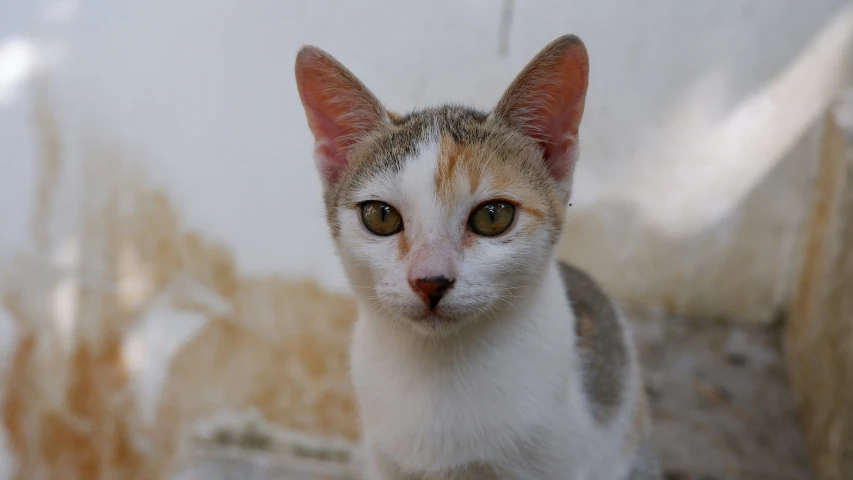 an image of a white cat looking at the camera