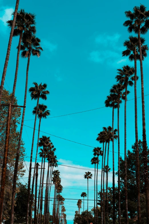 there are many palm trees lining the road