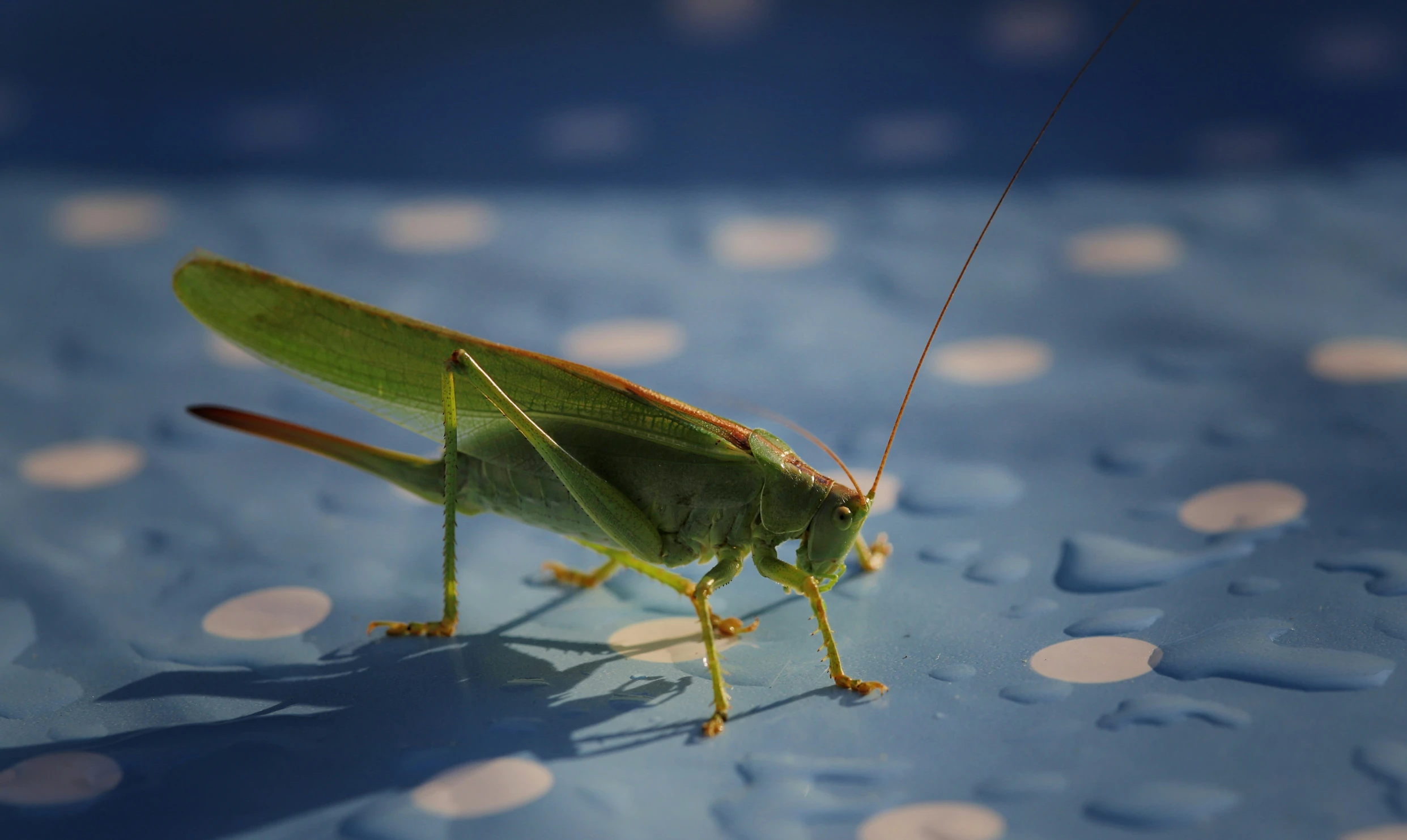 there is a green locus on the surface of the table