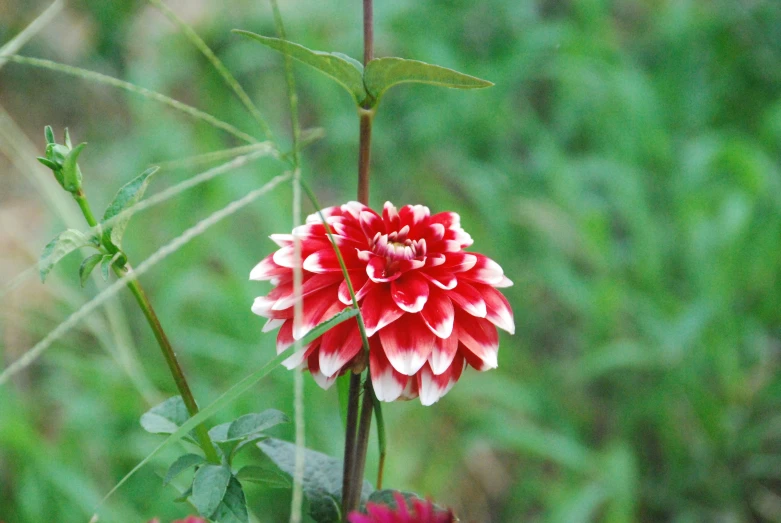 an unfurnished flower in the wild with lots of leaves