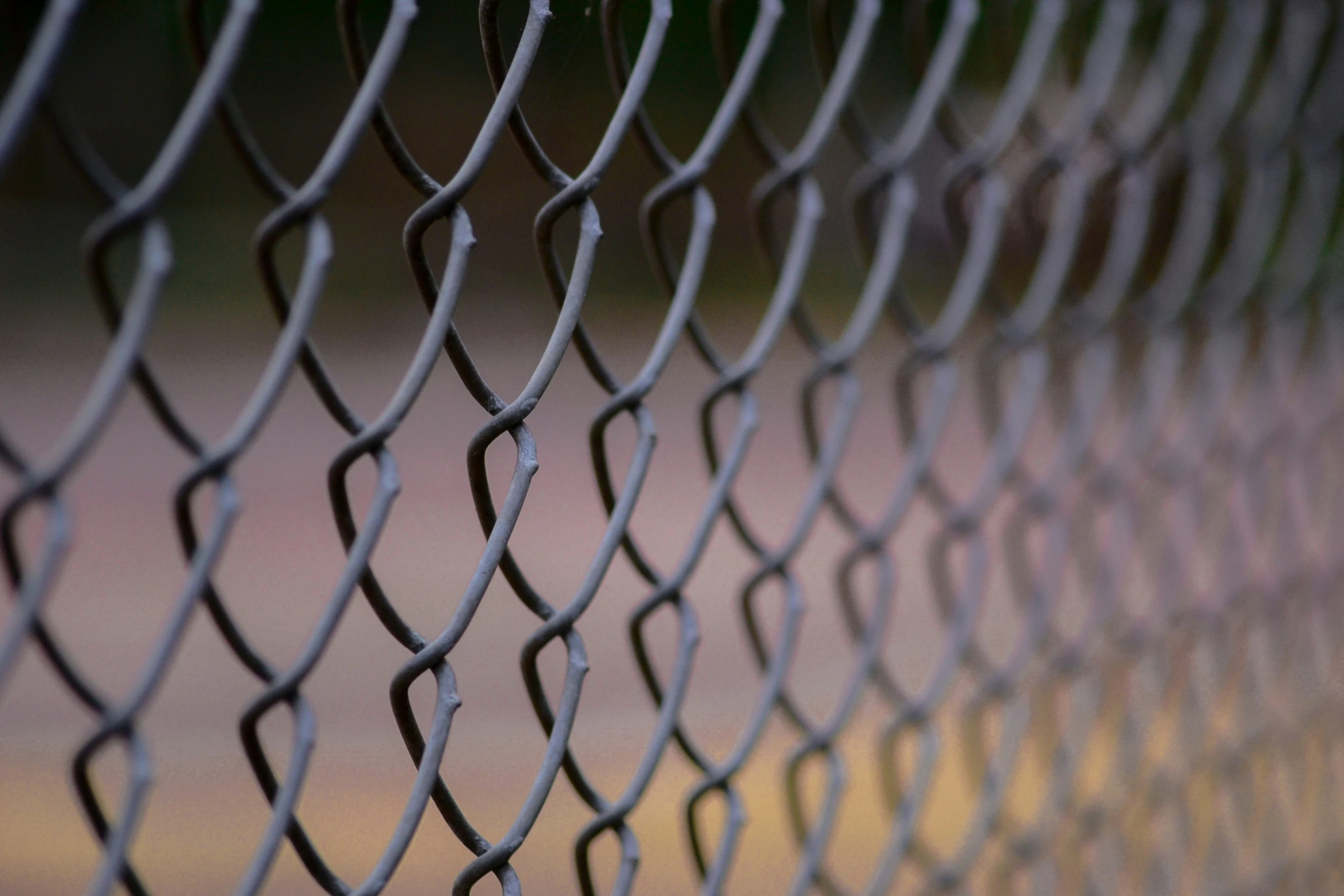 a wire fence with a red thing growing between it