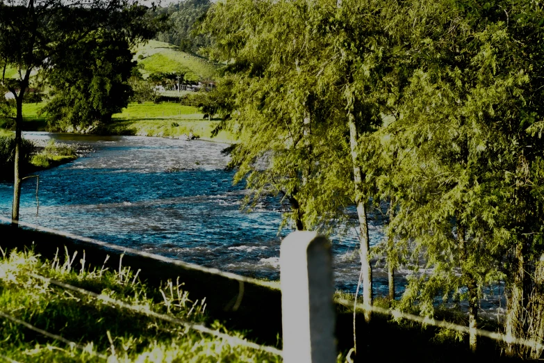 trees and some blue water near the grass