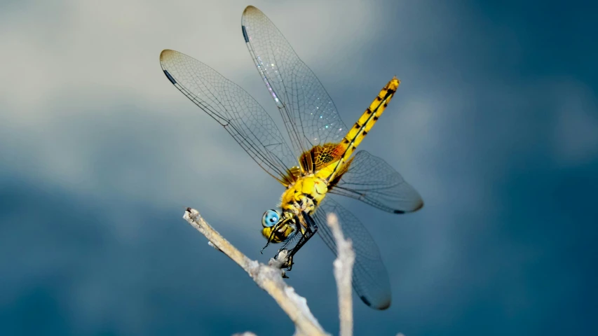 two yellow dragonflies mating on a stick