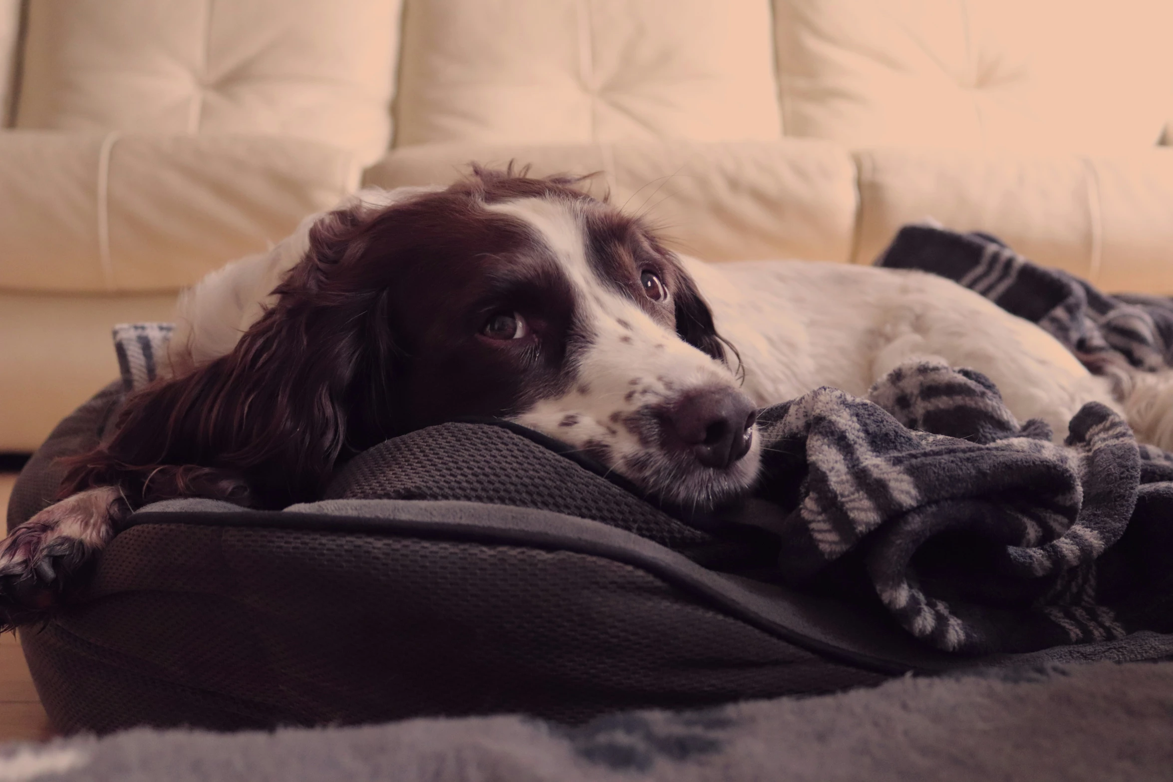 a dog lays on a pile of blankets while looking off to the left