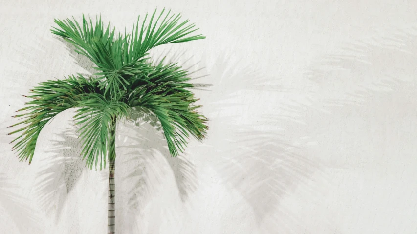 an overhead view of a small tree and a white wall