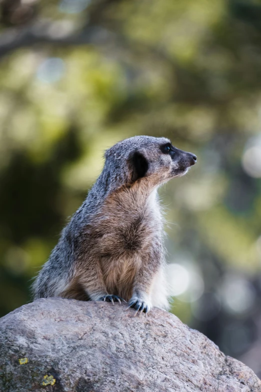 a small furry animal sitting on top of a rock