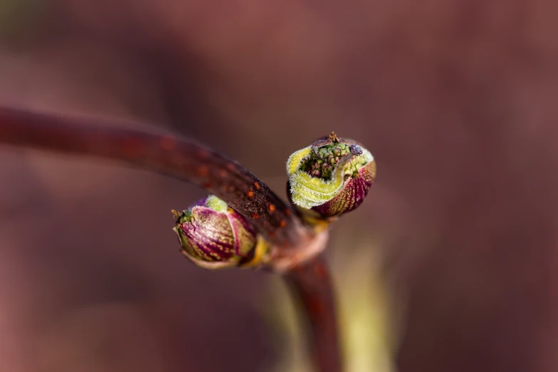 this is a close up picture of the buds on a flower