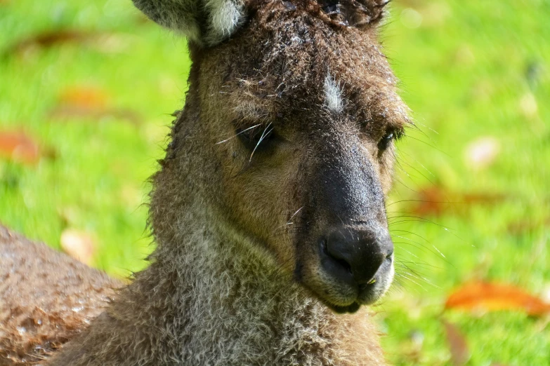 the face and ear of a small deer looking at the camera