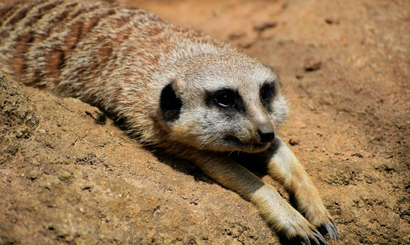 a close up of a animal with his feet on the ground