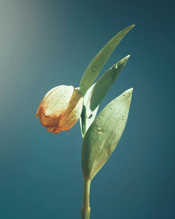 a close up image of a flower stem against the blue sky