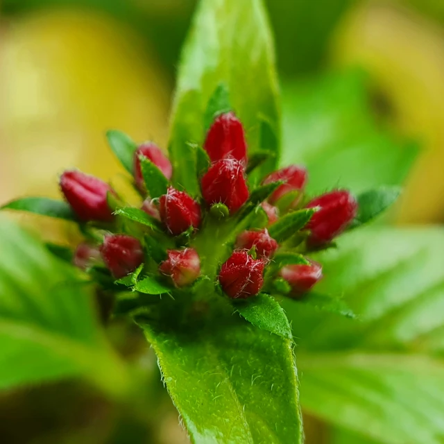 the flower bud of an unknown tree is covered in tiny red berries