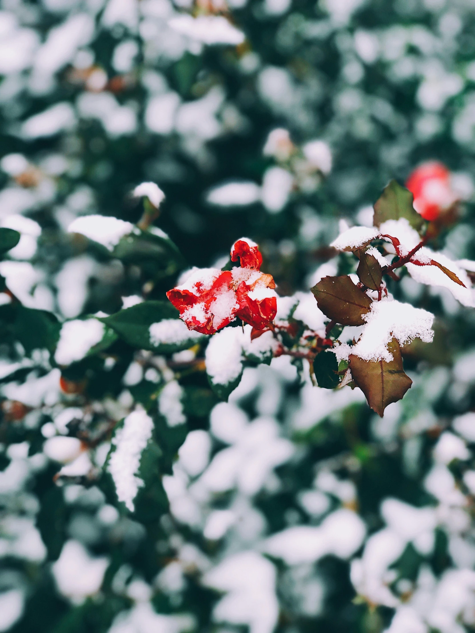 red berries are sprinkled in snow, and surrounded by green leaves