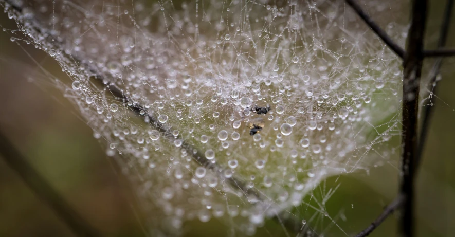 the web is covered with rain droplets on a bush