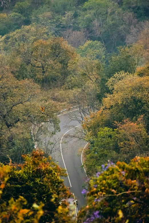 an overhead view of trees with leaves on them