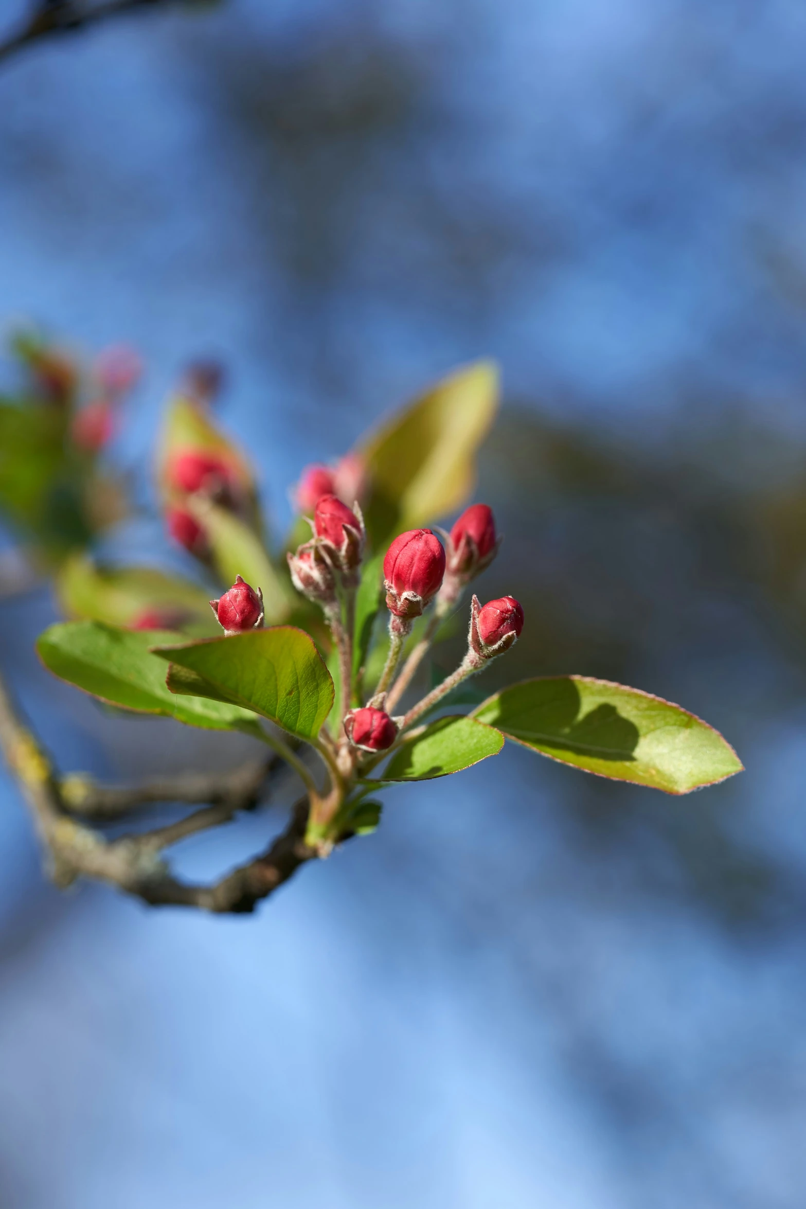 a nch with pink flowers on it near some leaves