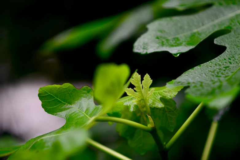 a close up of a plant leaf with a blurry background