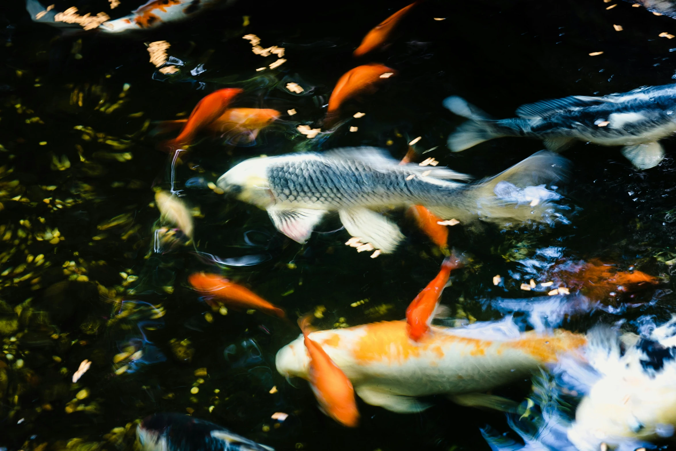 a bunch of fish that are swimming around in the water