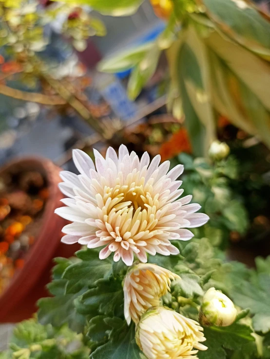 flowers sitting next to each other on the leaves of trees