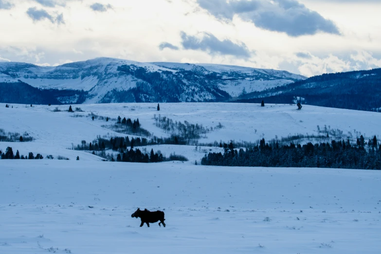 the horse is walking through the snow covered mountain