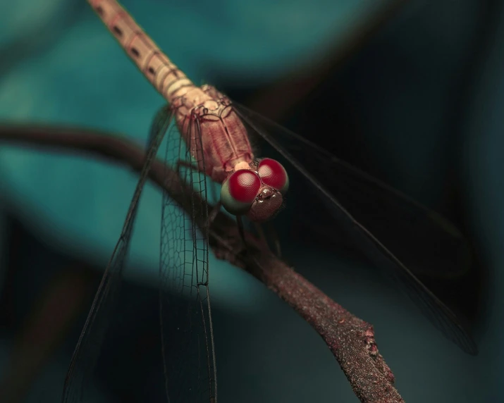 a red dragonfly perched on a nch